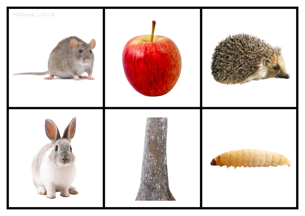 Exploitation d’album – La course à la pomme – Maîtresse Lunicole